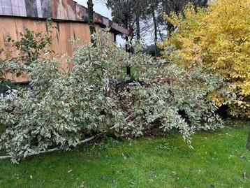 2x witte kornoelje beschikbaar voor biedingen