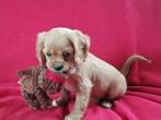 Cavalier King Charles kruising pups, Dieren en Toebehoren, Parvo, Overige rassen, 8 tot 15 weken, Meerdere