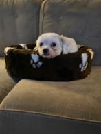 Lieve hond te koop, Dieren en Toebehoren, Honden | Chihuahua's en Gezelschapshonden, 6 jaar of ouder, Reu, Eén hond, Nederland