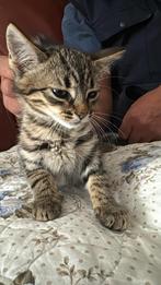 Maine coon kitten laatste, Poes