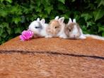 ❤De kleinste mini dwerg konijnen!Dwergkonijntjes dwergkonijn, Dieren en Toebehoren, Konijnen, Meerdere dieren, Dwerg, 0 tot 2 jaar