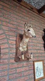 jachttrofee, Ophalen of Verzenden, Zo goed als nieuw, Beeldje of Figuurtje
