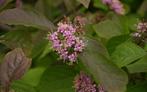 Aparte en sterke struik de witte en paarse  Callicarpa  Japa, Overige soorten, Minder dan 100 cm, Struik, Ophalen