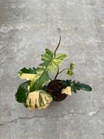 Philodendron Florida Beauty x Mayoi, Huis en Inrichting, Overige soorten, In pot, Minder dan 100 cm, Groene kamerplant