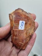 Plak van versteend hout, Ophalen of Verzenden, Mineraal
