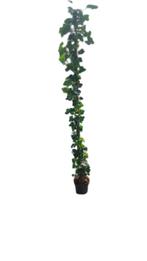 63 Goedkope snelgroeiende Hedera, klimop 200 cm