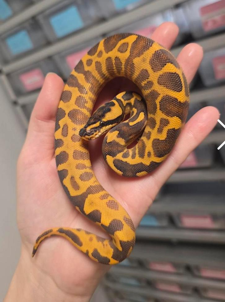 Konings python. Freeway leopard enchi 0.1