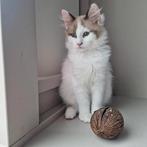 Onze laatste prachtige ragdoll kater 4 maanden, Dieren en Toebehoren, Katten en Kittens | Raskatten | Langhaar, Kater