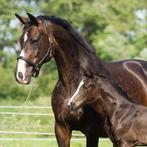 Kapitale Oldenburger Elite merrie v. Stedinger, Dieren en Toebehoren, Paarden, Merrie, Recreatiepaard