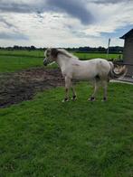 Mooie fjord, Dieren en Toebehoren, Ophalen of Verzenden, Dressuur