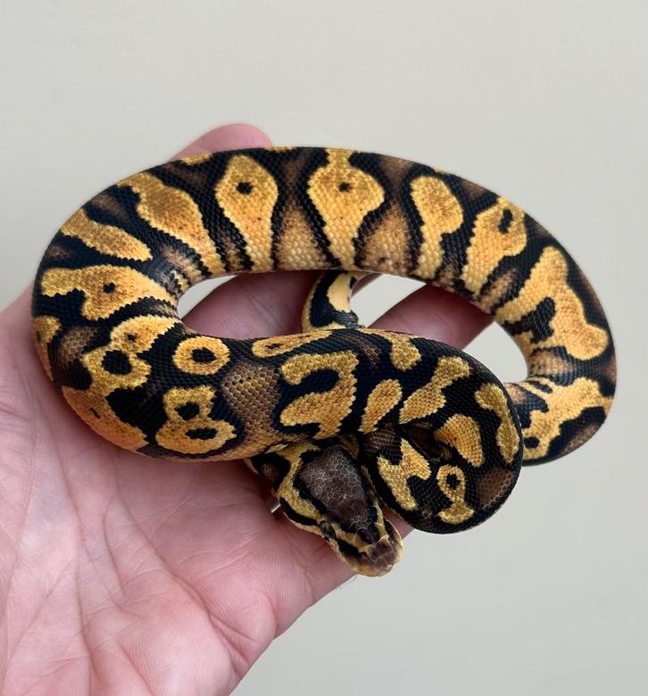 Enchi pastel yellow belly man ball python, Dieren en Toebehoren, Reptielen en Amfibieën, Slang, 0 tot 2 jaar