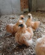 Zijdehoenders 1-4, Dieren en Toebehoren, Meerdere dieren, Kip