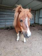 Shetland merrie, Dieren en Toebehoren, Pony's, Merrie, Recreatiepony