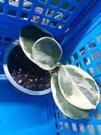 Hoya Australis Blondie kamerplant, Ophalen, Halfschaduw, Minder dan 100 cm