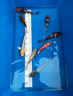 Japanse koi (tosai), Dieren en Toebehoren, Vissen | Vijvervissen, Karper of Koi