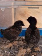 2 kuikentjes, kruising zijdehoen en Serama, Geslacht onbekend, Kip