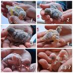 Jonge tamme grasparkieten, Meerdere dieren, Parkiet, Tam