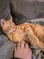 Halve bengaalse poesjes 2 en 1 katertje ik ben en katertje, Dieren en Toebehoren, Katten en Kittens | Raskatten | Korthaar, Meerdere dieren