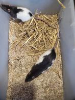 Ratten, Mannelijk, Rat, Na 1 juli 2024