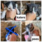 Superschattig kittens zoeken goed huisje, Meerdere dieren
