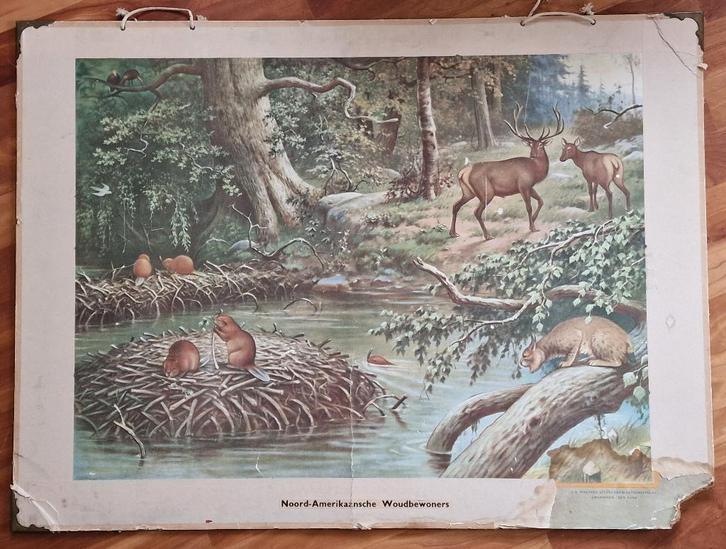 Schoolplaat "Noord-Amerikaanse woudbewoners" / MA. Koekkoek, Antiek en Kunst, Antiek | Schoolplaten, Natuur en Biologie, Ophalen
