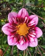 Dahlia zaden, Tuin en Terras, Planten | Tuinplanten, Zomer, Ophalen of Verzenden, Overige soorten, Eenjarig