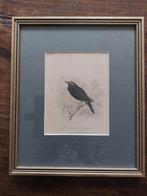 Afbeelding Siberische lijster, Ophalen of Verzenden