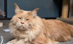 Maine coon dekkater, 0 tot 2 jaar