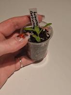 Baby plantje bommenwerper, Huis en Inrichting, Kamerplanten, Verzenden, Halfschaduw, Minder dan 100 cm