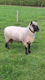 Clun forest ram, Dieren en Toebehoren, Schapen, Geiten en Varkens, Mannelijk, Schaap