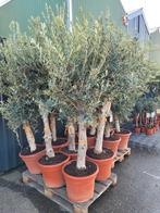 olijfboom 1m50 tm 2m dikke stam, Ophalen, Volle zon, Olijfboom, 100 tot 250 cm