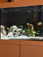 Juwel lido 200 cichliden, Dieren en Toebehoren, Ophalen, Zo goed als nieuw, Gevuld zoetwateraquarium