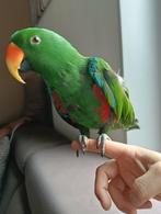 EDELPAPEGAAI Coco 2 jaar, Mannelijk, Papegaai