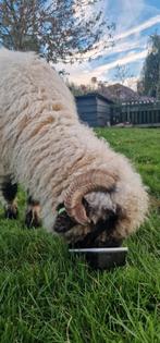 Waliser schwarznase ooi, 2021, goed tehuis gezocht, Dieren en Toebehoren, Schapen, Geiten en Varkens, Vrouwelijk, Schaap