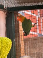 Argaponissen, Dieren en Toebehoren, Geslacht onbekend, Parkiet