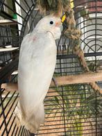 1-1 Goffini Kaketoe, Meerdere dieren, Papegaai, Geringd