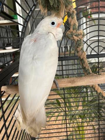 1-1 Goffini Kaketoe beschikbaar voor biedingen