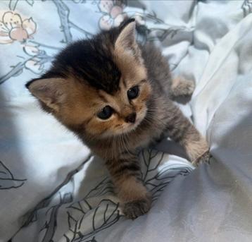 Britse Korthaar Kittens | Shaded | Tabby  beschikbaar voor biedingen