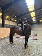 Zangersheide merrie, Dieren en Toebehoren, Ophalen