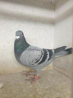 POSTDUIVEN * TOP DUIVIN * P. VEENSTRA keer W en f. EBBEN, Dieren en Toebehoren, Vrouwelijk, Postduif