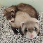 Mustela putorius furo, Dieren en Toebehoren, Overige Dieren, Meerdere dieren, Na 1 juli 2024