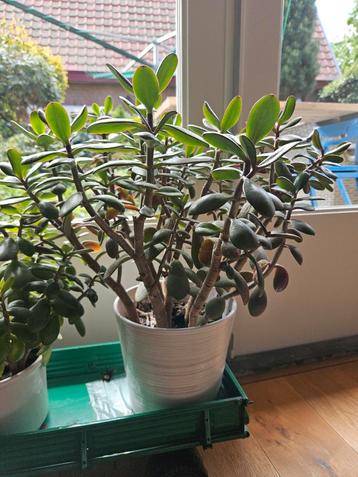 Grote Grassula ovata, geldboom, Jadeplant beschikbaar voor biedingen