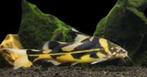 Bagroides Melapterus - Meerval - Koidreams, Vis, Zoetwatervis