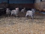 5 drents heideschaap rammen te koop, Dieren en Toebehoren, Schapen, Geiten en Varkens, Mannelijk, Schaap, 0 tot 2 jaar