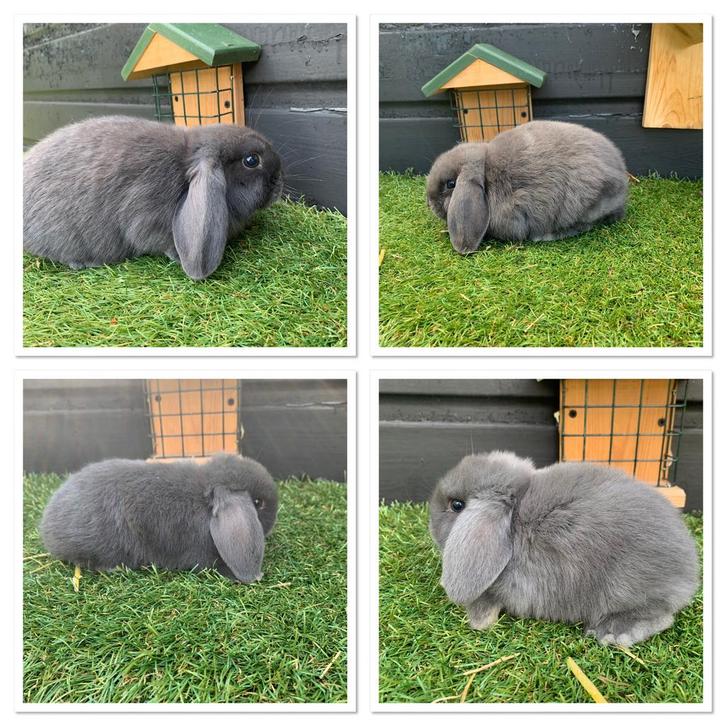 8 nederlandse hangoren te koop, Dieren en Toebehoren, Konijnen, Groot, Meerdere dieren