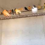 Kanaries in div kleuren zie foto’s, Dieren en Toebehoren, Vogels | Kanaries, Meerdere dieren, Kleurkanarie
