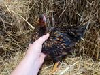 4 mooie goud zwartgezoomde wyandotte kriel hanen, Dieren en Toebehoren, Mannelijk, Kip