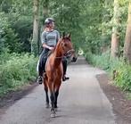 Lieve e pony ruin. Ook voor onzekere ruiter, Dieren en Toebehoren, E pony (1.48m - 1.57m), B, Ruin, Dressuurpony