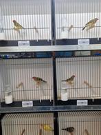 Koppeltjes binsenastrildes, Dieren en Toebehoren, Meerdere dieren, Tropenvogel