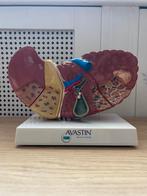 Prachtig anatomisch model lever, Ophalen of Verzenden